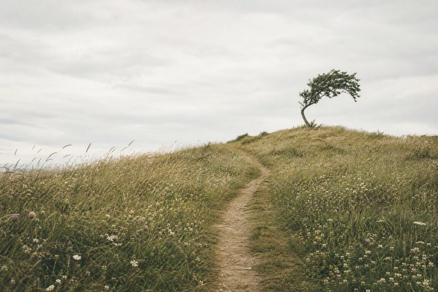 A narrow footpath through tall summer grass leading to a single bent tree